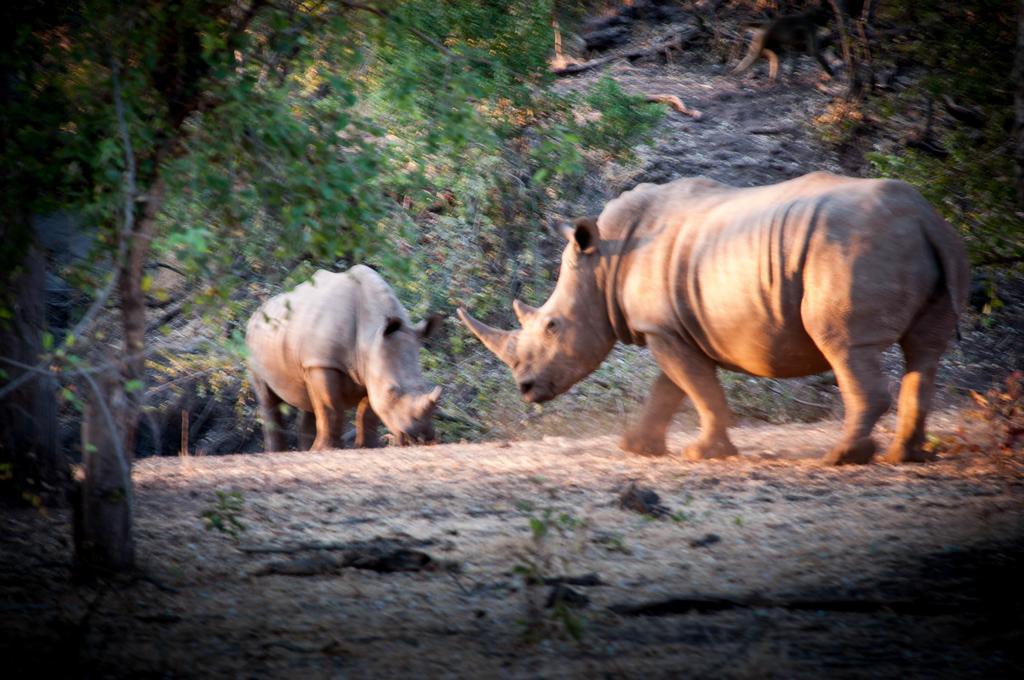 Woodlands Lodge & Tours Livingstone Eksteriør bilde